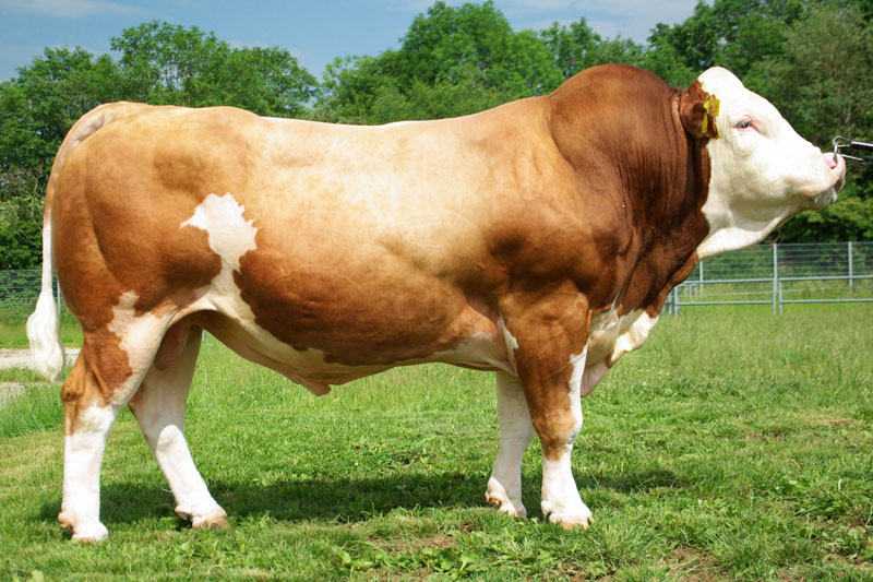 德国宝牛品种图片